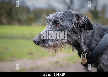 Un Lurcher à revêtement rugueux. Banque D'Images