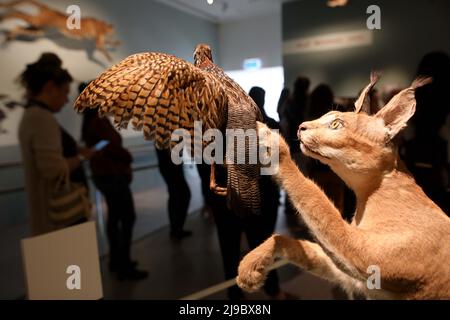 Tel Aviv, Israël. 22nd mai 2022. Les gens visitent le Musée d'Histoire naturelle lors de la Journée internationale de la diversité biologique à tel Aviv, Israël, le 22 mai 2022. Credit: Gil Cohen Magen/Xinhua/Alay Live News Banque D'Images