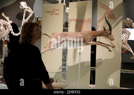 Tel Aviv, Israël. 22nd mai 2022. Les gens visitent le Musée d'Histoire naturelle lors de la Journée internationale de la diversité biologique à tel Aviv, Israël, le 22 mai 2022. Credit: Gil Cohen Magen/Xinhua/Alay Live News Banque D'Images