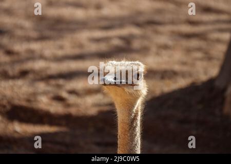 portrait de la tête d'autruche sur fond flou gros plan Banque D'Images