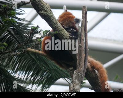 Panda rouge dormant sur l'arbre. Le panda rouge (Ailurus fulgens), également connu sous le nom de panda inférieur, est un petit mammifère originaire de l'est de l'Himalaya et du sou Banque D'Images