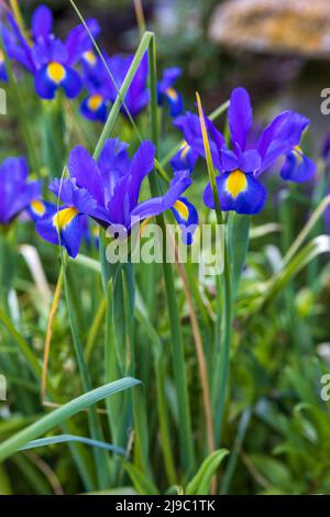 Beauté Saphir Iris (Dutch Iris) Banque D'Images