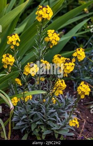 L'Erysimum 'Walberton Huis parfumé du Sunshine' Banque D'Images