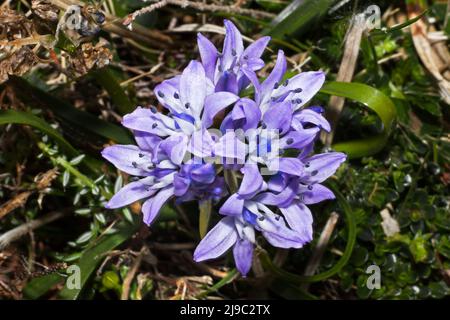 Scilla verna (calmar de printemps) se trouve dans de courtes prairies sèches habituellement près de la mer. Il est originaire d'Europe occidentale. Banque D'Images