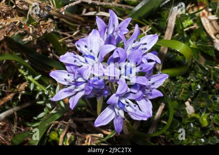 Scilla verna (spring squill) is found in short dry grassland usually near the sea. It is native to Western Europe. Banque D'Images