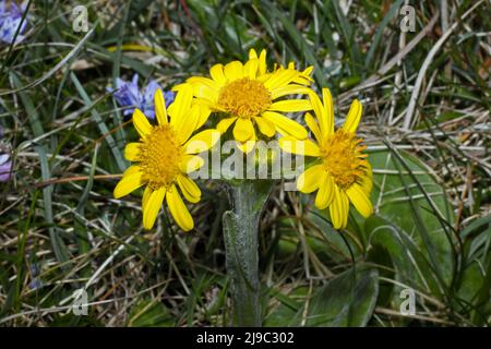 Tephroseris integrifolia subsp. Maritima (South Stack Fleawort) est endémique à l'île de Holyhead, à côté d'Anglesey, principalement autour de South Stack. Banque D'Images