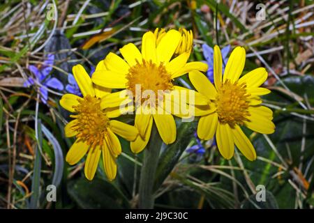 Tephroseris integrifolia subsp. Maritima (South Stack Fleawort) est endémique à l'île de Holyhead, à côté d'Anglesey, principalement autour de South Stack. Banque D'Images