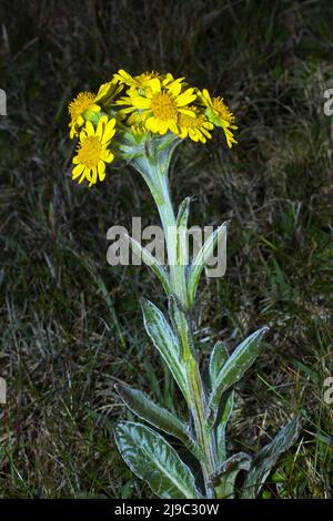 Tephroseris integrifolia subsp. Maritima (South Stack Fleawort) est endémique à l'île de Holyhead, à côté d'Anglesey, principalement autour de South Stack. Banque D'Images