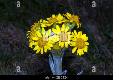 Tephroseris integrifolia subsp. Maritima (South Stack Fleawort) est endémique à l'île de Holyhead, à côté d'Anglesey, principalement autour de South Stack. Banque D'Images