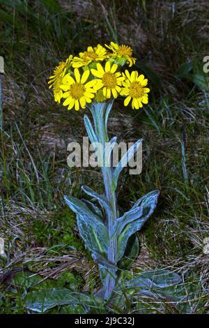 Tephroseris integrifolia subsp. Maritima (South Stack Fleawort) est endémique à l'île de Holyhead, à côté d'Anglesey, principalement autour de South Stack. Banque D'Images