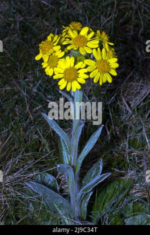 Tephroseris integrifolia subsp. Maritima (South Stack Fleawort) est endémique à l'île de Holyhead, à côté d'Anglesey, principalement autour de South Stack. Banque D'Images