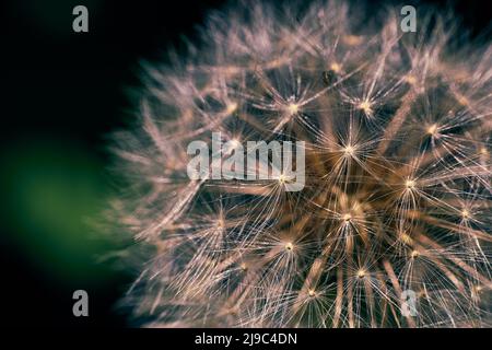 Photo en gros plan de la tête d'une fleur de pissenlit avec un arrière-plan flou. Banque D'Images