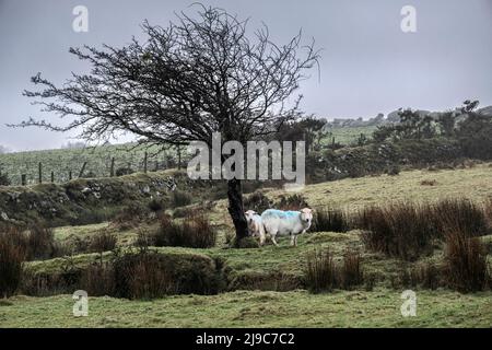 Moutons paître dans un temps froid et humide misérable sur Bodmin Moor, en Cornouailles. Banque D'Images