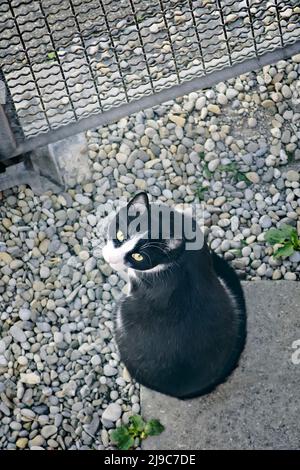 Adorable tuxedo chat assis à l'extérieur et regardant vers l'appareil photo. Banque D'Images