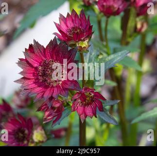 Groupe Astrantia Major Gill Richardson Banque D'Images