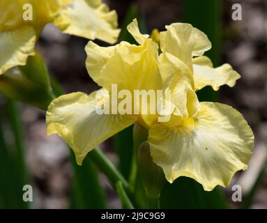 Iris 'Maui Moonlight Banque D'Images