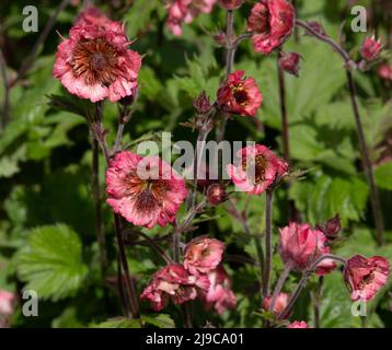 Geum 'bell' de la Banque mondiale Banque D'Images