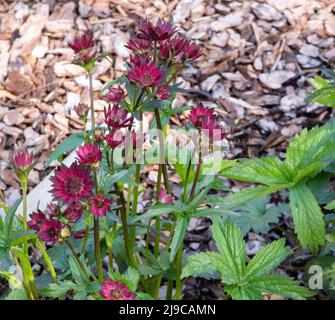 Groupe Astrantia Major Gill Richardson Banque D'Images