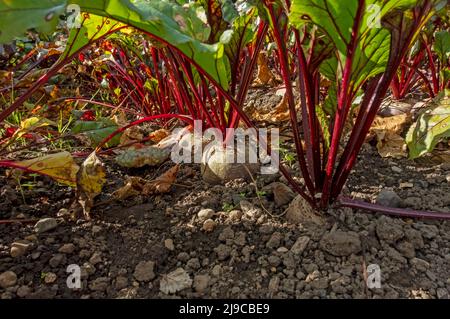 Gros plan des rangées de plantes de betteraves qui poussent dans un potager en été. Banque D'Images