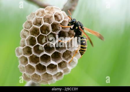 La guêpe polistes sp. Près de son nid dans l'herbe en gros plan. Wasp Polistes sp. Près de son fond. Banque D'Images