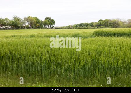 Culture dans un champ à Sunderland, Angleterre. Il pousse sur des terres agricoles bien perçues. Banque D'Images
