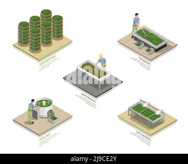 Processus de production de l'industrie du thé 5 éléments graphiques isométriques ensemble avec illustration du vecteur isolé de fermentation oxydante de roulement Illustration de Vecteur