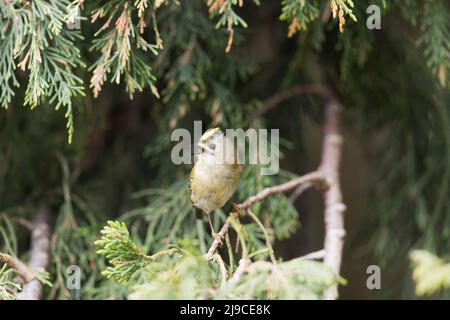 Goldcrest (Regulus regulus) adulte mâle perché à leylandii, chantant, Suffolk, Angleterre, avril Banque D'Images