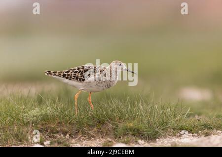 Ruff (Philomachus pugnax) adulte femelle debout sur l'herbe, Hongrie, avril Banque D'Images