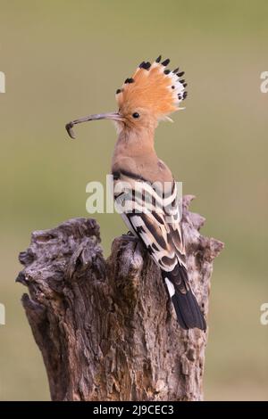 Hoopoe eurasien (Upupa epops) adulte perchée sur une souche à crête élevée, avec une proie invertébrée dans le bec, Hortobagy, Hongrie, avril Banque D'Images