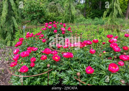 Paeonia 'Ellen Cowley' fleurit en mai ou à la fin du printemps. Fleurs de pivoine rose à Wisley Garden, Surrey, Angleterre, Royaume-Uni Banque D'Images