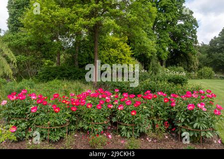 Paeonia 'Ellen Cowley' fleurit en mai ou à la fin du printemps. Fleurs de pivoine rose à Wisley Garden, Surrey, Angleterre, Royaume-Uni Banque D'Images