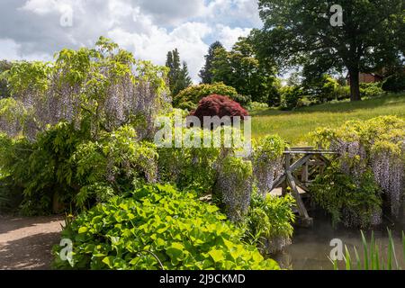 RHS Wisley Garden, vue sur le Rock Garden en mai ou à la fin du printemps, Surrey, Angleterre, Royaume-Uni, avec sa glycine Banque D'Images