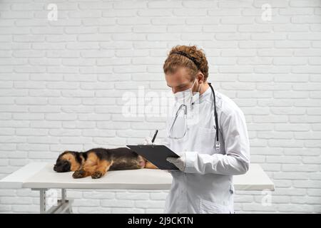 Vue latérale du médecin vétérinaire en blouse de laboratoire, masque de protection et gants écrivant dans un dossier après avoir examiné un petit chien sur une table blanche avec un fond de mur de briques. Concept de procédure de travail vétérinaire. Banque D'Images