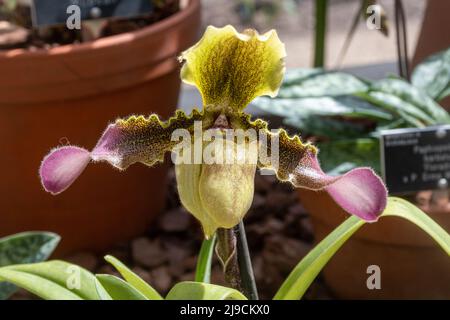 Paphiopedilum hirsutissimum, une espèce d'orchidée, dans la serre du RHS Wisley Garden, Surrey, Angleterre, Royaume-Uni Banque D'Images