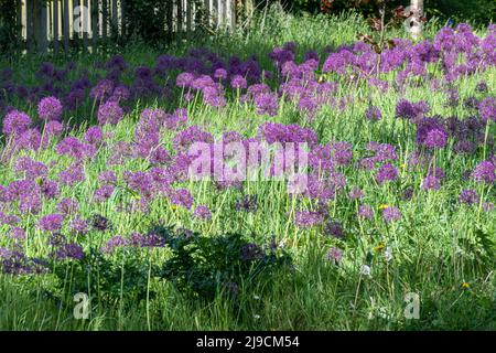 L'Allium Meadow à RHS Wisley Garden en mai avec des alliums violets en fleur, Surrey, Angleterre, Royaume-Uni Banque D'Images