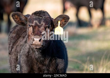 Jeune veau Angus noir avec étiquette jaune - gros plan. Banque D'Images