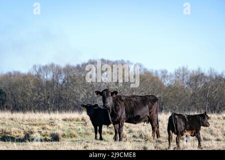 Vache de couvain Angus avec deux veaux dans un pâturage d'hiver dans le sud-est des États-Unis. Banque D'Images