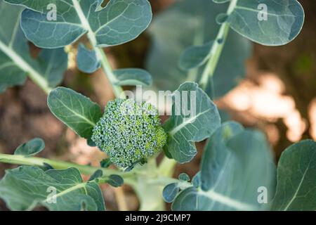 Vue de dessus d'une plante de brocoli (Brassica oleracea var. Italica) poussant à l'extérieur dans un jardin. Banque D'Images