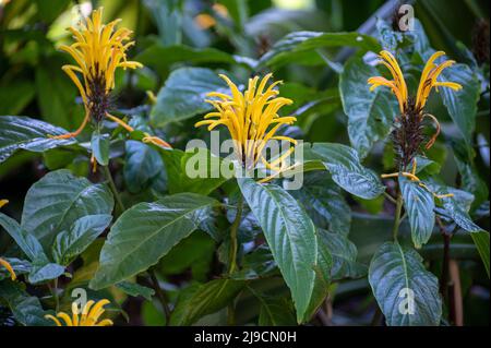 Fleurs de la plante jaune tropicale de jacobinia Justicia aurea d'Amérique centrale Banque D'Images