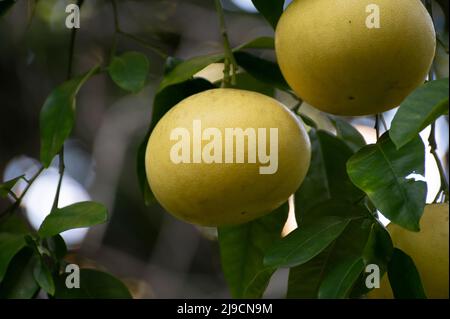 Grands agrumes jaunes suspendus sur pomelo dans le verger Banque D'Images