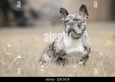 Bulldog français couleur merle et arlequin, chien en position assise sur la pelouse, petit animal Banque D'Images