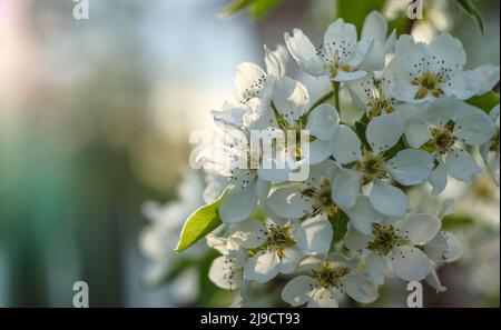 Branche de poire en fleur. Gros plan de fleur. Banque D'Images