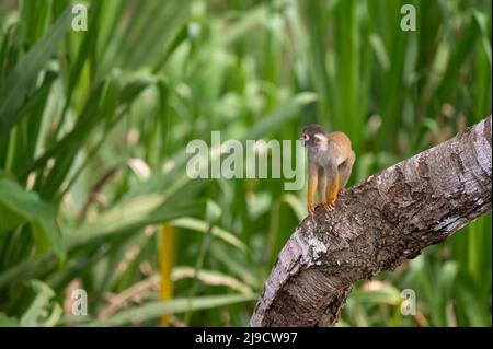 Singe commun d'écureuil dans l'Amazonie péruvienne - Saimiri sciurus Banque D'Images