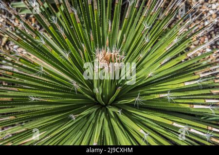 Les jardins botaniques de Logan, près de Port Logan, à Dumfries & Galloway, comptent des plantes de l'hémisphère Sud (Amérique, Afrique du Sud, Australasie). Banque D'Images