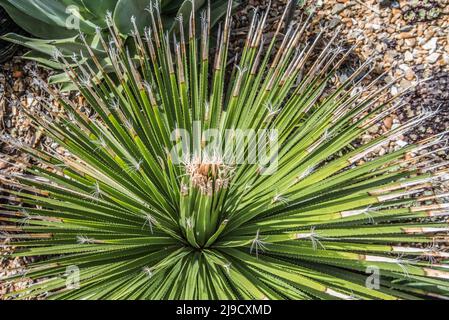 Les jardins botaniques de Logan, près de Port Logan, à Dumfries & Galloway, comptent des plantes de l'hémisphère Sud (Amérique, Afrique du Sud, Australasie). Banque D'Images