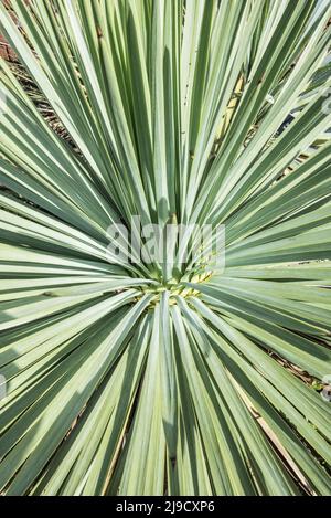 Les jardins botaniques de Logan, près de Port Logan, à Dumfries & Galloway, comptent des plantes de l'hémisphère Sud (Amérique, Afrique du Sud, Australasie). Banque D'Images