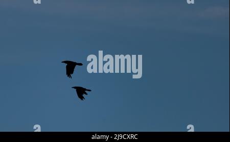 Silhouette noire de corbeau volant avec ciel bleu foncé Banque D'Images