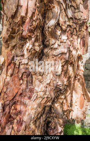 L'arbre de 'filo Pastry' du jardin botanique de Logan, appelé en raison de l'apparence de son écorce, est la plus grande espèce polylepis australis au Royaume-Uni. Banque D'Images