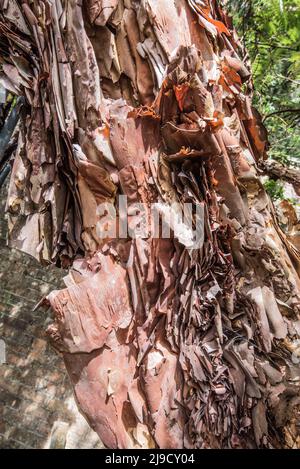 L'arbre de 'filo Pastry' du jardin botanique de Logan, appelé en raison de l'apparence de son écorce, est la plus grande espèce polylepis australis au Royaume-Uni. Banque D'Images