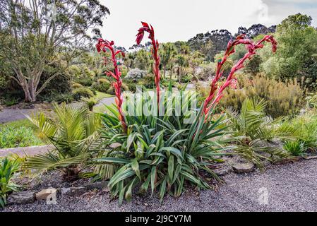 Les jardins botaniques de Logan, près de Port Logan, à Dumfries & Galloway, comptent des plantes de l'hémisphère Sud (Amérique, Afrique du Sud, Australasie). Banque D'Images